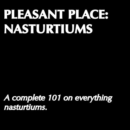 Pleasant Place: Nasturtiums