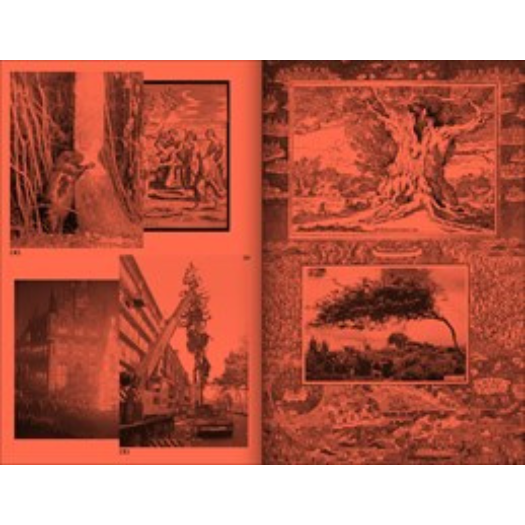 A Tree, A Reader on Arboreal Kinship